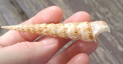 Turritella leucostoma