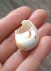 Polinices bifasciatus