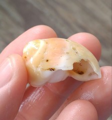 Polinices bifasciatus