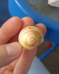 Polinices bifasciatus