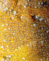 Lepidoblennius marmoratus