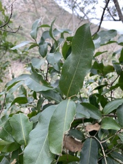 Uvaria caffra