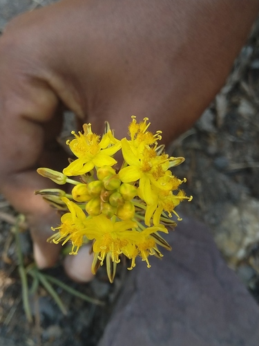 Bulbine abyssinica image