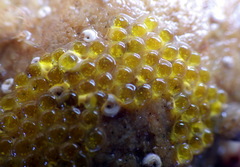 Lepidoblennius marmoratus