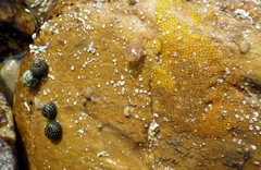 Lepidoblennius marmoratus