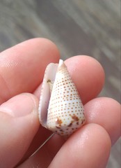 Conasprella perplexa