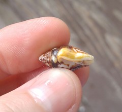 Columbella strombiformis