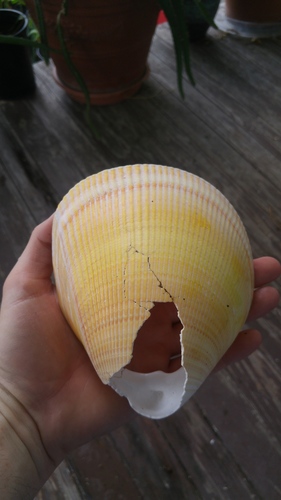 Giant Egg Cockle