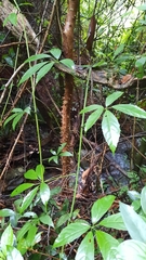 Tetrastigma planicaule