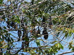 Pteropus seychellensis comorensis