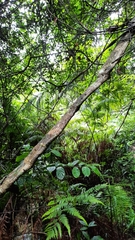 Tetrastigma planicaule