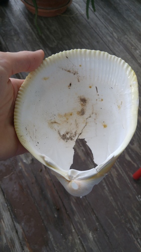 Giant Egg Cockle