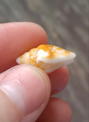 Columbella strombiformis