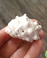 Rapaninae