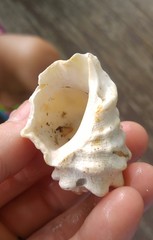 Rapaninae