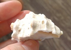 Rapaninae