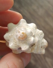 Rapaninae