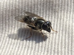 Cheilosia caerulescens