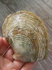 Pinctada mazatlanica