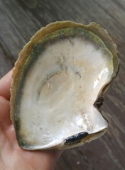 Pinctada mazatlanica