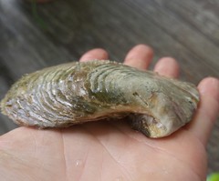 Pinctada mazatlanica