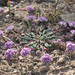 Calyptridium monospermum - Photo (c) Donna Pomeroy, algunos derechos reservados (CC BY-NC), subido por Donna Pomeroy