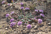 One-seeded Pussypaws - Photo (c) Donna Pomeroy, some rights reserved (CC BY-NC), uploaded by Donna Pomeroy