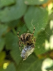 Araneus diadematus