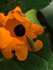 Graphocephala fennahi