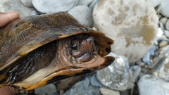 Notochelys platynota