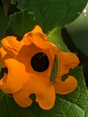 Graphocephala fennahi