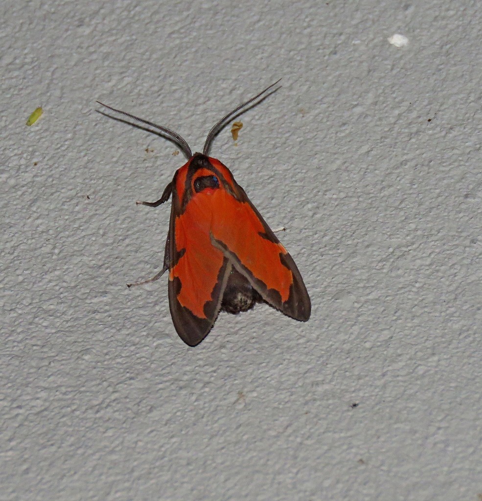 Himerarctia laeta