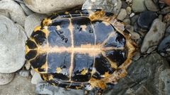 Notochelys platynota