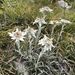 Edelweiss - Photo (c) Jonathan, some rights reserved (CC BY), uploaded by Jonathan
