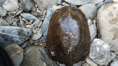 Notochelys platynota