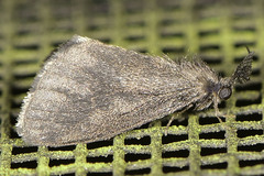 Cryptothelea gloverii