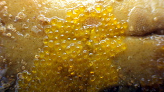 Lepidoblennius marmoratus