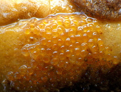 Lepidoblennius marmoratus