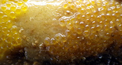 Lepidoblennius marmoratus