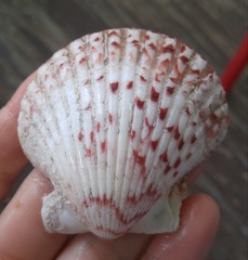 Argopecten ventricosus
