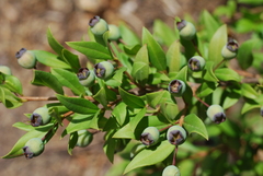 Myrtus communis