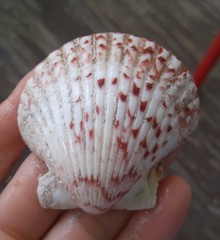Argopecten ventricosus