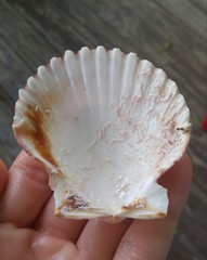 Argopecten ventricosus