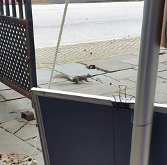 Sciurus carolinensis