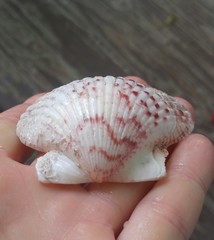 Argopecten ventricosus