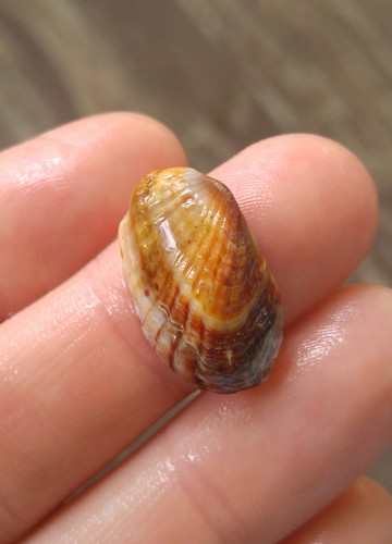 Similar Cardita Shell