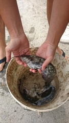 Silurus glanis