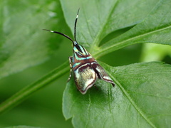 Saptha divitiosa