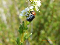 Cryptocephalus sanguinicollis