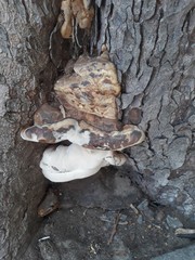 Ganoderma adspersum